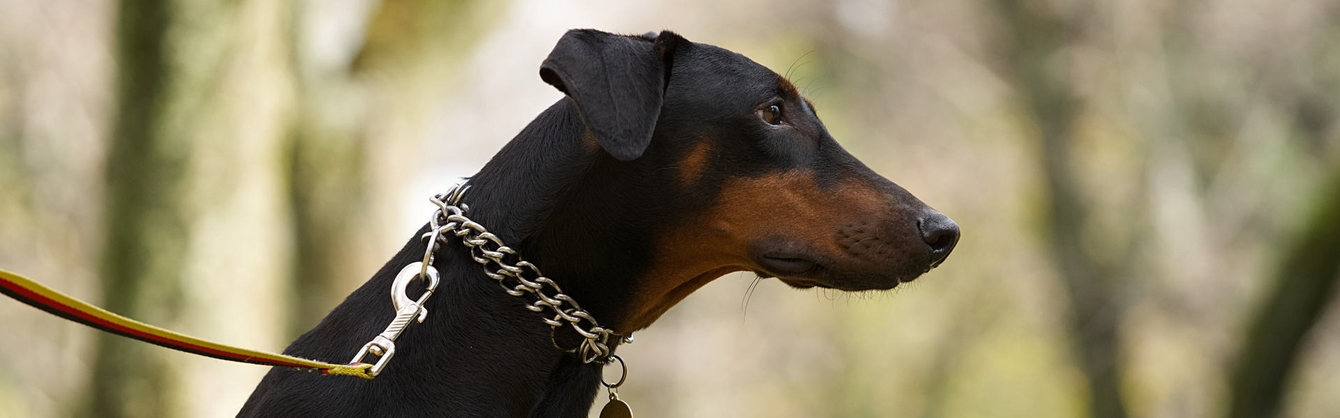 鳴門で家族と愛犬がくつろぐ、古民家一棟貸し宿