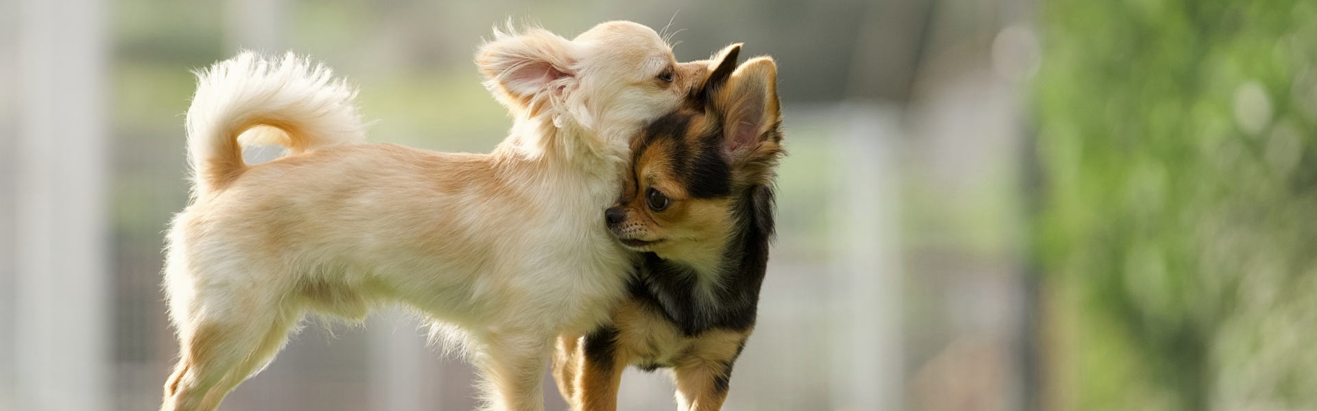 鳴門で家族と愛犬がくつろぐ、古民家一棟貸し宿