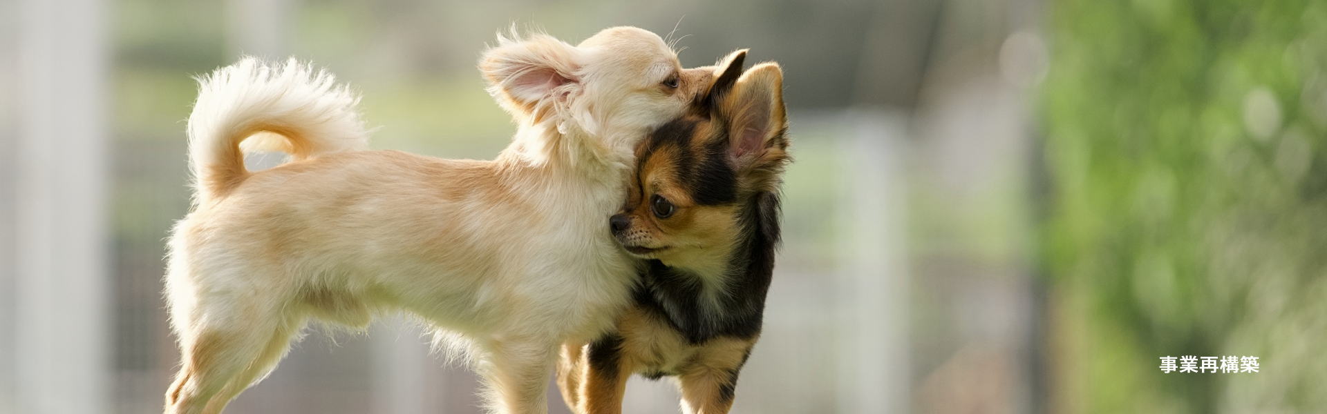 鳴門で家族と愛犬がくつろぐ、古民家一棟貸し宿